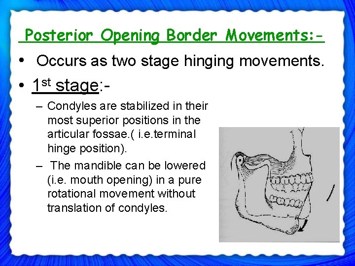 Posterior Opening Border Movements: - • Occurs as two stage hinging movements. • 1