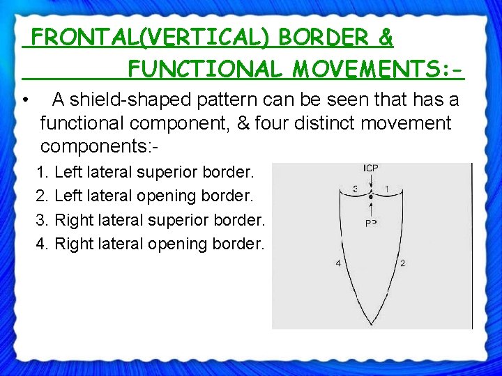 FRONTAL(VERTICAL) BORDER & FUNCTIONAL MOVEMENTS: • A shield-shaped pattern can be seen that has