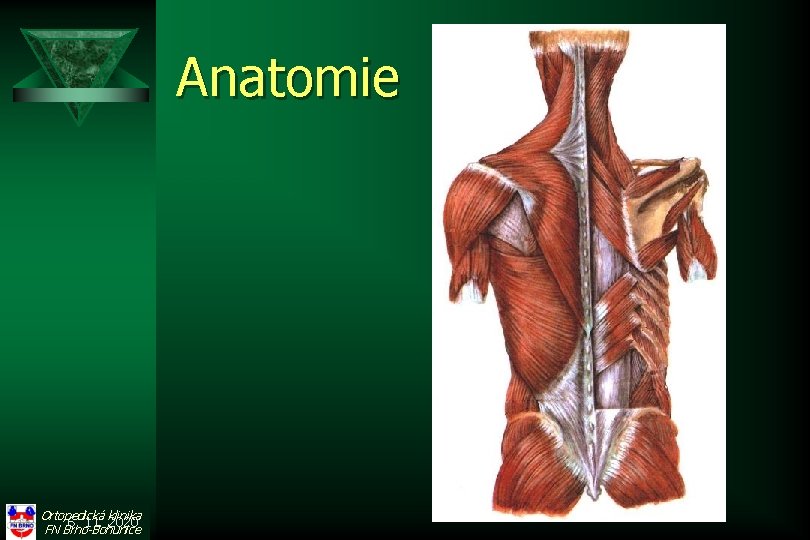 Anatomie Ortopedická klinika 6. 11. 2020 FN Brno-Bohunice 