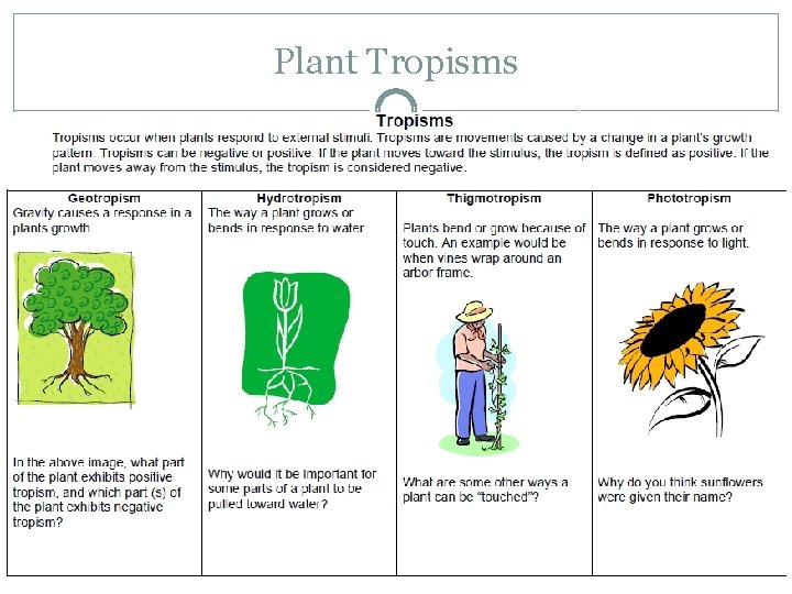 Plant Tropisms 