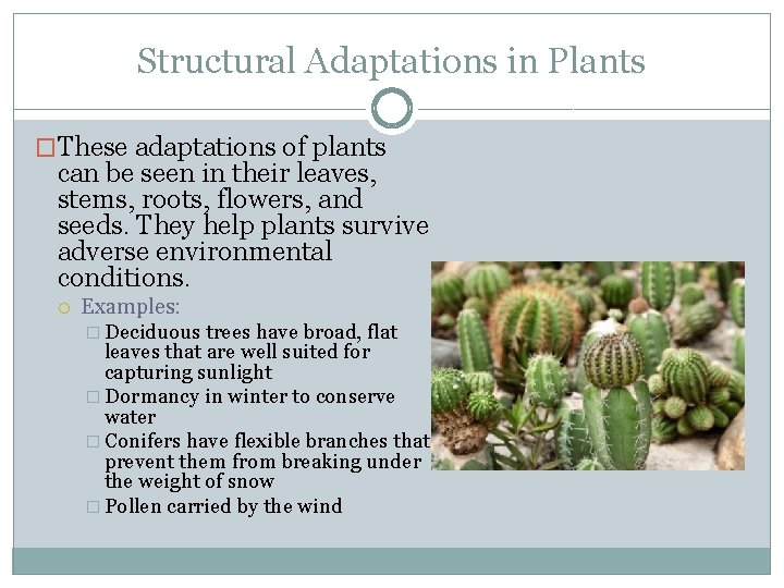 Structural Adaptations in Plants �These adaptations of plants can be seen in their leaves,