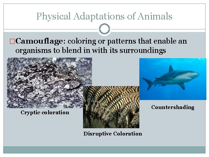Physical Adaptations of Animals �Camouflage: coloring or patterns that enable an organisms to blend