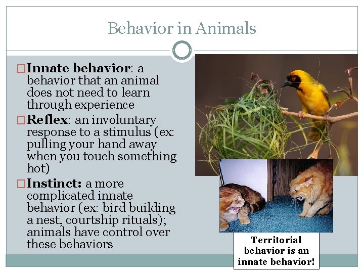Behavior in Animals �Innate behavior: a behavior that an animal does not need to