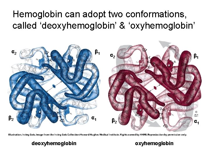 Hemoglobin can adopt two conformations, called ‘deoxyhemoglobin’ & ‘oxyhemoglobin’ α 2 β 1 β