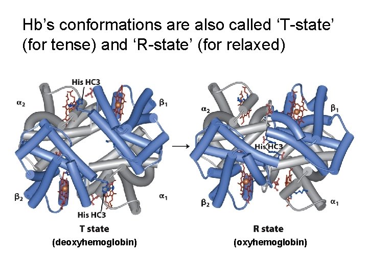 Hb’s conformations are also called ‘T-state’ (for tense) and ‘R-state’ (for relaxed) (deoxyhemoglobin) (oxyhemoglobin)