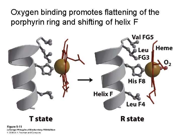 Oxygen binding promotes flattening of the porphyrin ring and shifting of helix F 