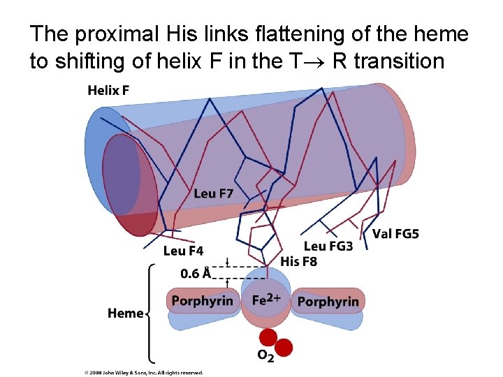 The proximal His links flattening of the heme to shifting of helix F in
