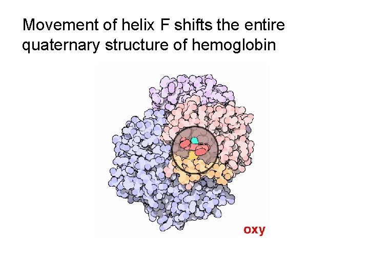 Movement of helix F shifts the entire quaternary structure of hemoglobin 