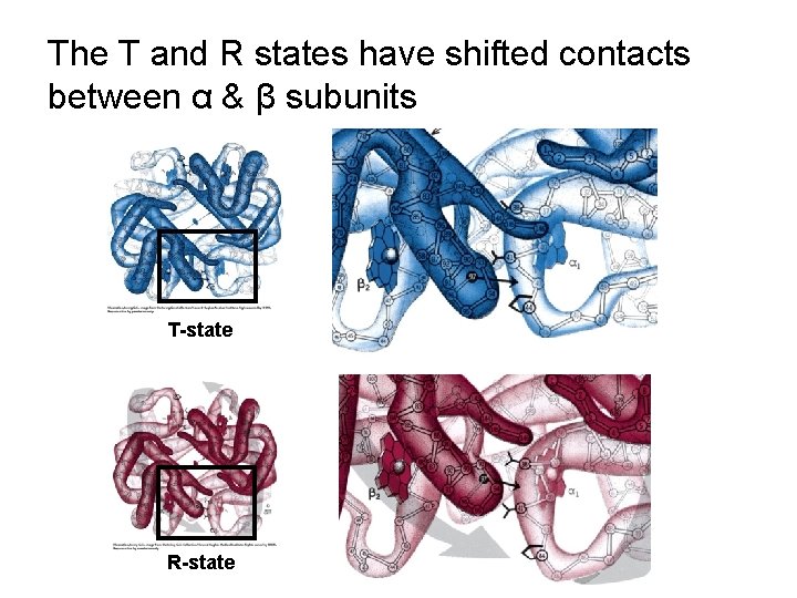 The T and R states have shifted contacts between α & β subunits T-state
