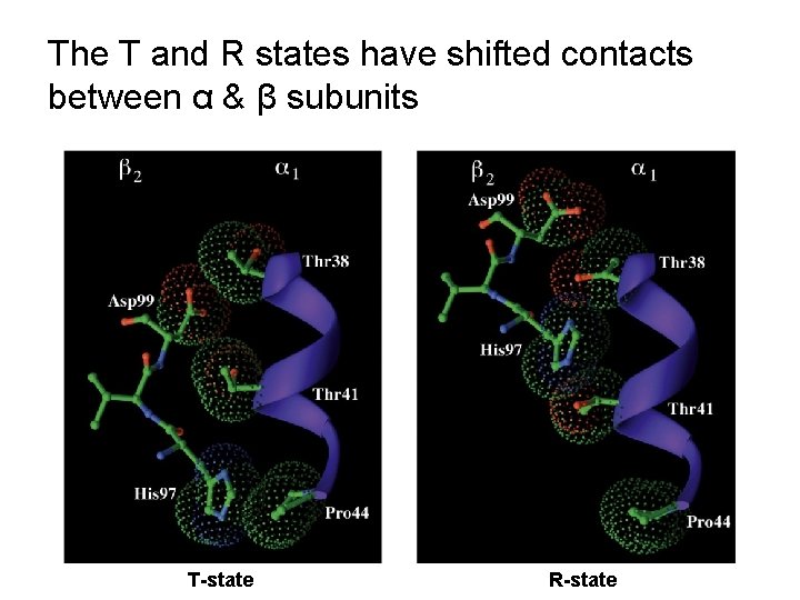 The T and R states have shifted contacts between α & β subunits T-state
