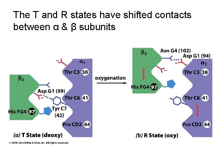 The T and R states have shifted contacts between α & β subunits 