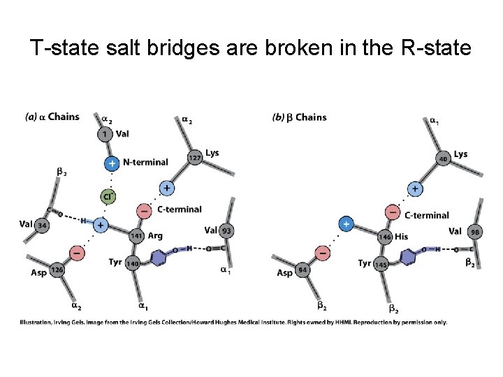 T-state salt bridges are broken in the R-state 