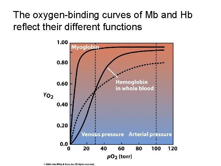 The oxygen-binding curves of Mb and Hb reflect their different functions 