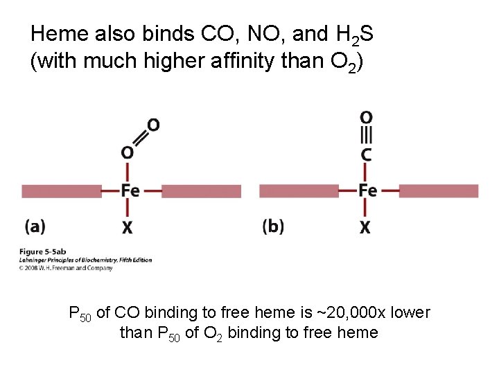 Heme also binds CO, NO, and H 2 S (with much higher affinity than