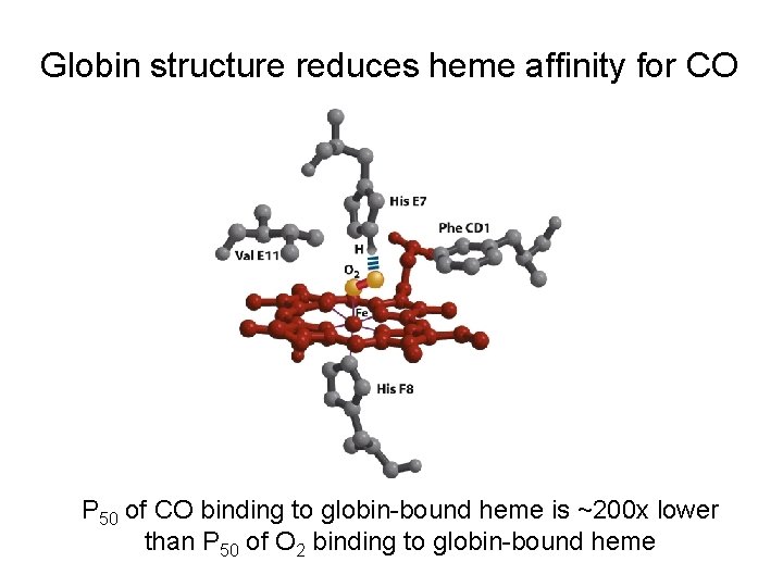 Globin structure reduces heme affinity for CO P 50 of CO binding to globin-bound