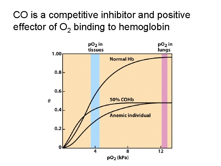 CO is a competitive inhibitor and positive effector of O 2 binding to hemoglobin