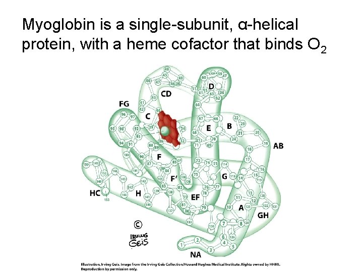 Myoglobin is a single-subunit, α-helical protein, with a heme cofactor that binds O 2
