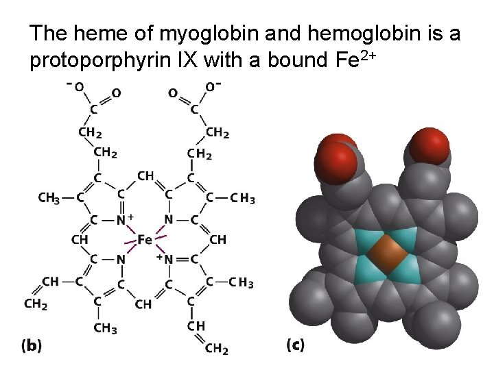 The heme of myoglobin and hemoglobin is a protoporphyrin IX with a bound Fe