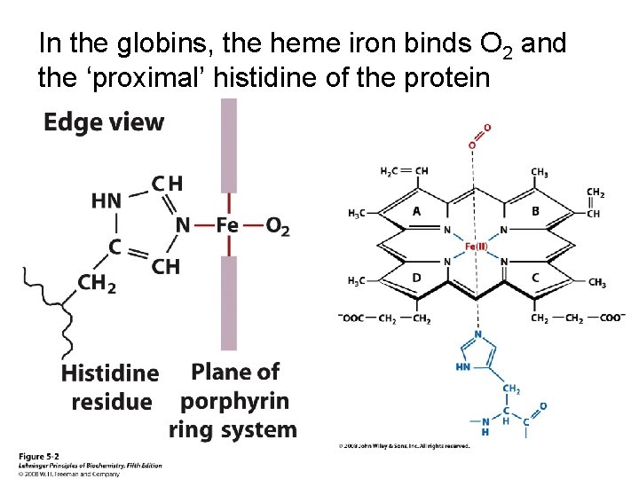 In the globins, the heme iron binds O 2 and the ‘proximal’ histidine of