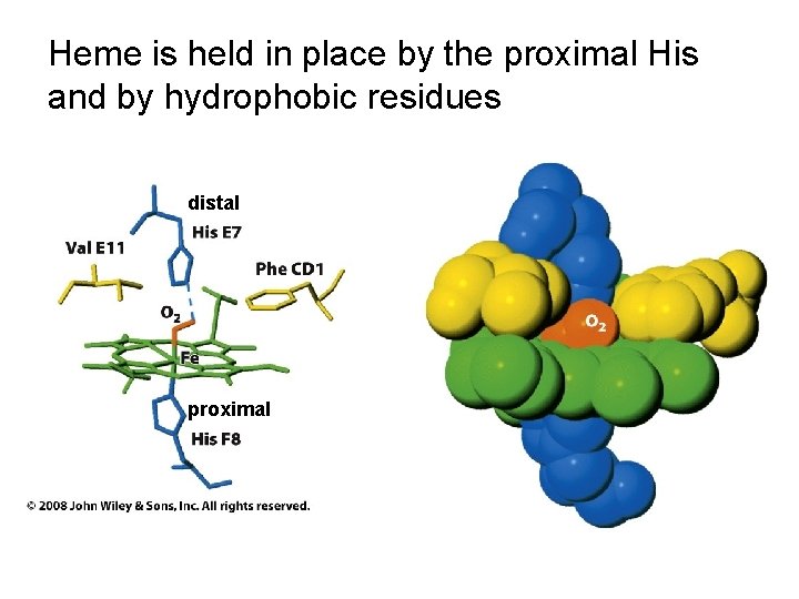 Heme is held in place by the proximal His and by hydrophobic residues distal