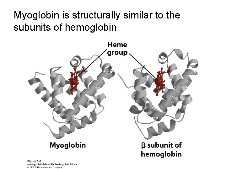 Myoglobin is structurally similar to the subunits of hemoglobin 