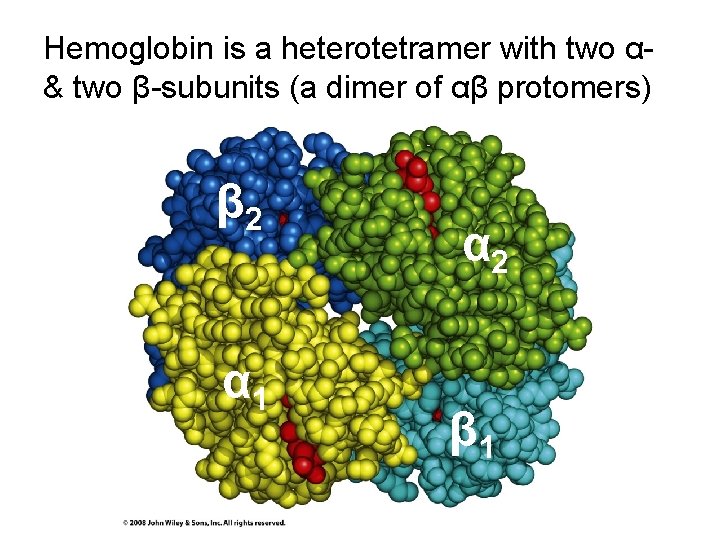 Hemoglobin is a heterotetramer with two α& two β-subunits (a dimer of αβ protomers)