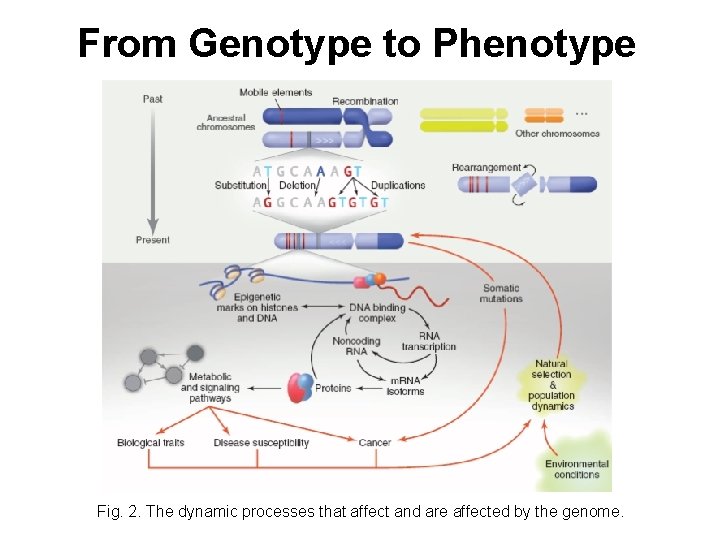 From Genotype to Phenotype Fig. 2. The dynamic processes that affect and are affected