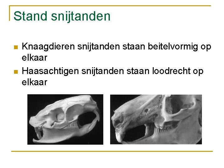 Stand snijtanden n n Knaagdieren snijtanden staan beitelvormig op elkaar Haasachtigen snijtanden staan loodrecht
