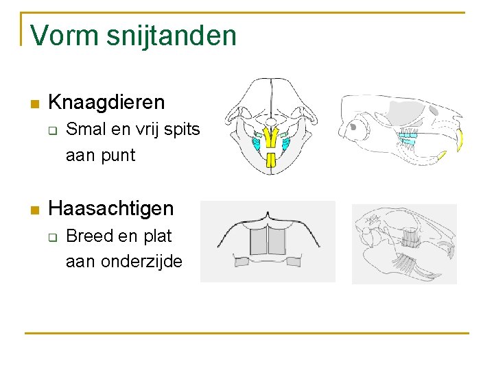 Vorm snijtanden n Knaagdieren q n Smal en vrij spits aan punt Haasachtigen q