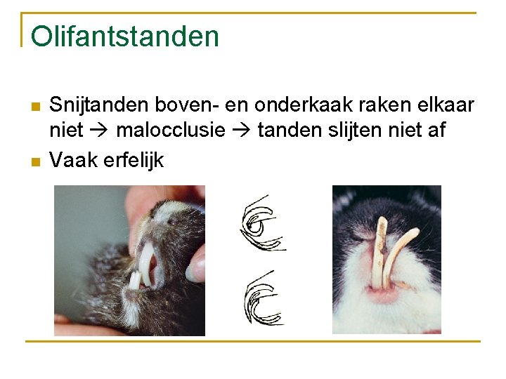 Olifantstanden n n Snijtanden boven- en onderkaak raken elkaar niet malocclusie tanden slijten niet