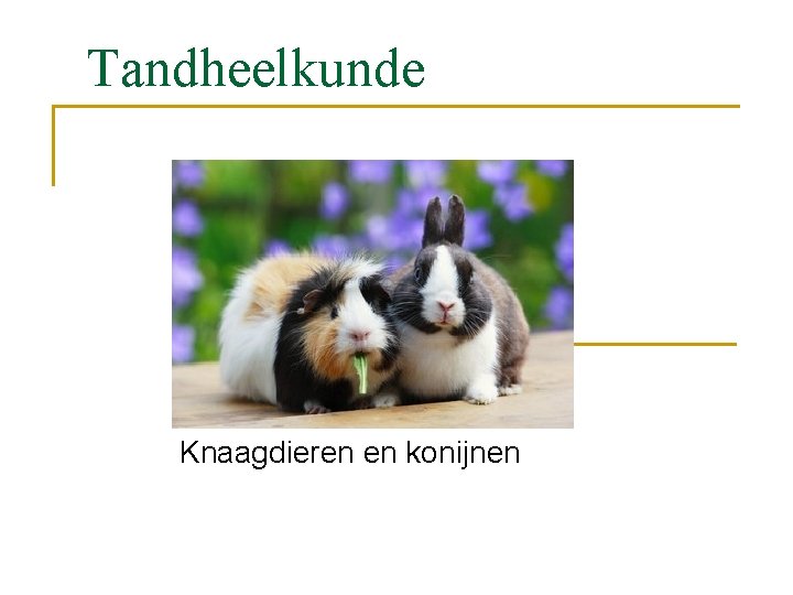 Tandheelkunde Knaagdieren en konijnen 