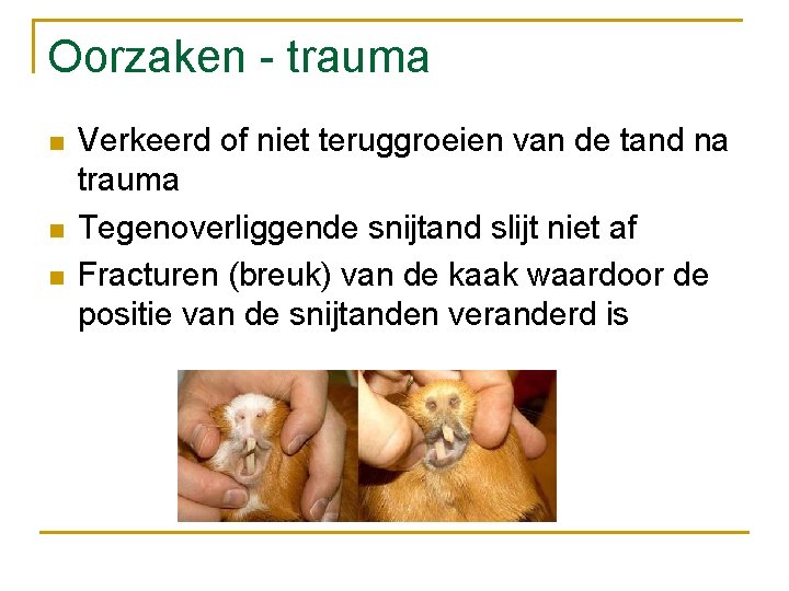 Oorzaken - trauma n n n Verkeerd of niet teruggroeien van de tand na