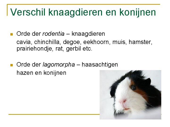 Verschil knaagdieren en konijnen n Orde der rodentia – knaagdieren cavia, chinchilla, degoe, eekhoorn,