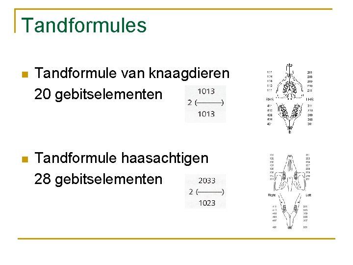 Tandformules n Tandformule van knaagdieren 20 gebitselementen n Tandformule haasachtigen 28 gebitselementen 