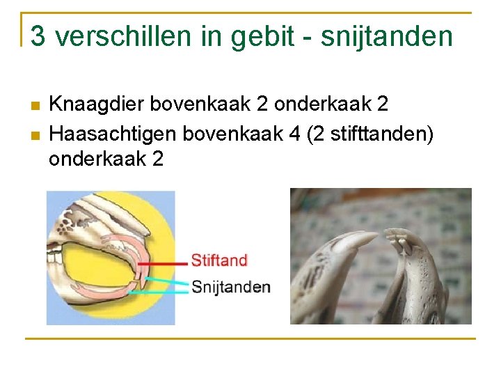 3 verschillen in gebit - snijtanden n n Knaagdier bovenkaak 2 onderkaak 2 Haasachtigen