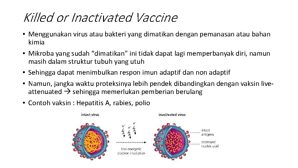 Killed or Inactivated Vaccine • Menggunakan virus atau bakteri yang dimatikan dengan pemanasan atau