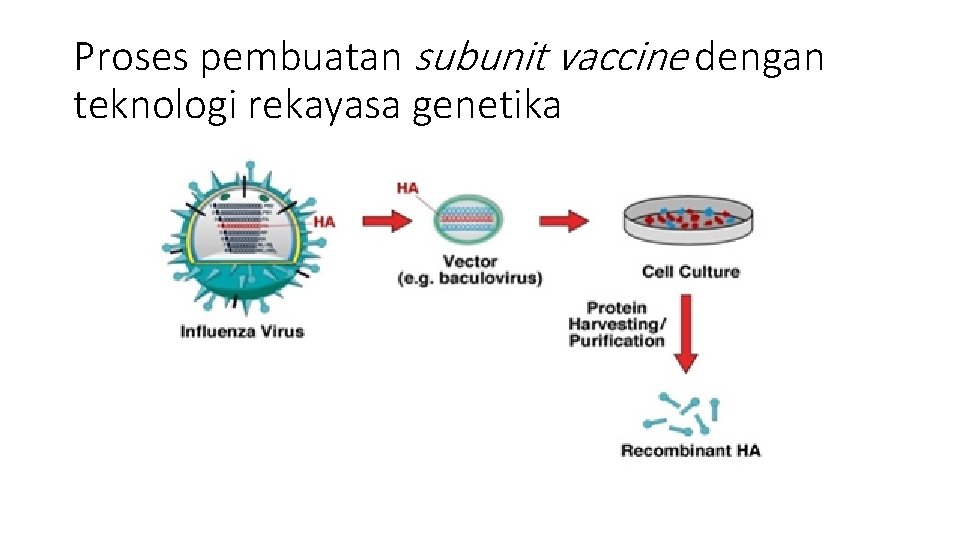 Proses pembuatan subunit vaccine dengan teknologi rekayasa genetika 