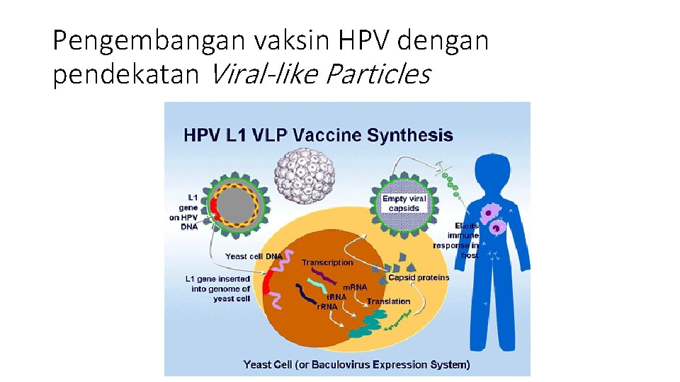 Pengembangan vaksin HPV dengan pendekatan Viral-like Particles 