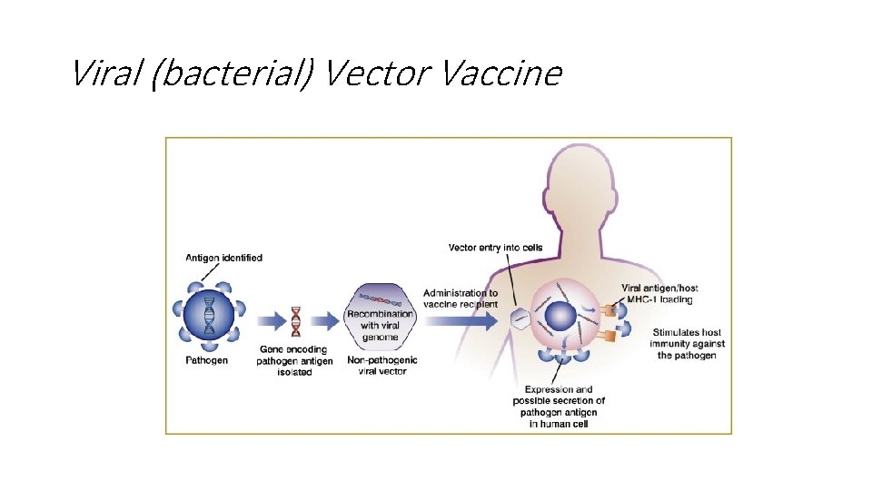 Viral (bacterial) Vector Vaccine 