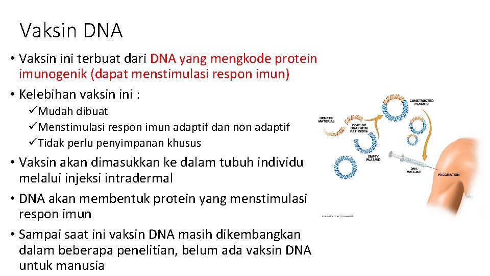 Vaksin DNA • Vaksin ini terbuat dari DNA yang mengkode protein imunogenik (dapat menstimulasi