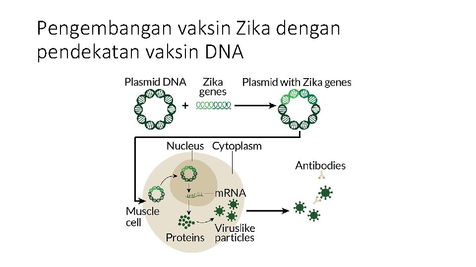 Pengembangan vaksin Zika dengan pendekatan vaksin DNA 