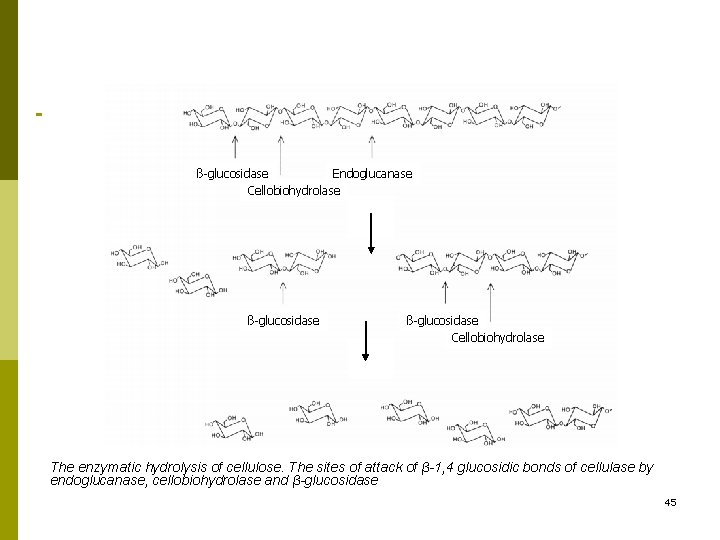 ß-glucosidase Endoglucanase Cellobiohydrolase ß-glucosidase Cellobiohydrolase The enzymatic hydrolysis of cellulose. The sites of attack