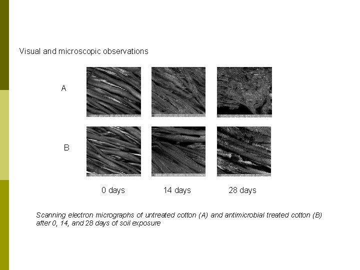 Visual and microscopic observations A B 0 days 14 days 28 days Scanning electron