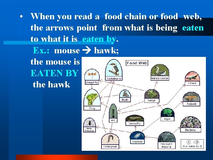  • When you read a food chain or food web, the arrows point