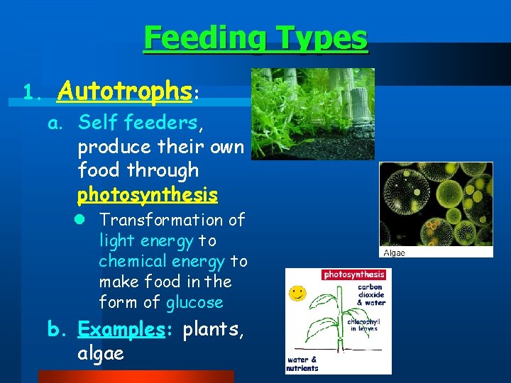 Feeding Types 1. Autotrophs: a. Self feeders, produce their own food through photosynthesis l