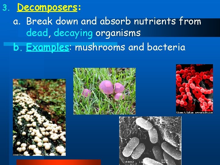3. Decomposers: a. Break down and absorb nutrients from dead, decaying organisms b. Examples: