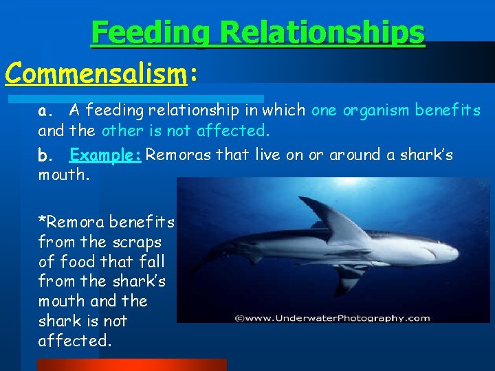 Feeding Relationships Commensalism: a. A feeding relationship in which one organism benefits and the