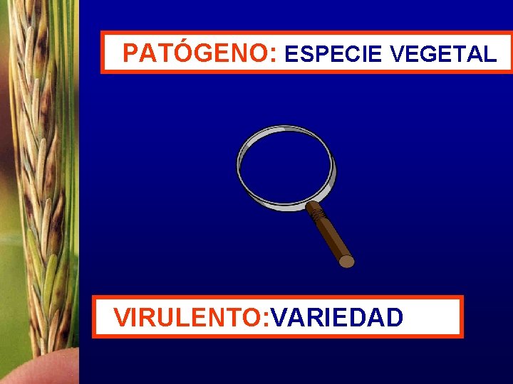 PATÓGENO: ESPECIE VEGETAL VIRULENTO: VARIEDAD 