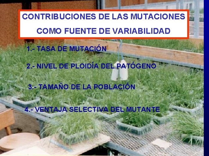 CONTRIBUCIONES DE LAS MUTACIONES COMO FUENTE DE VARIABILIDAD 1. - TASA DE MUTACIÓN 2.