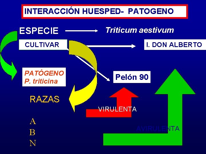 INTERACCIÓN HUESPED- PATOGENO ESPECIE Triticum aestivum CULTIVAR PATÓGENO P. triticina I. DON ALBERTO Pelón